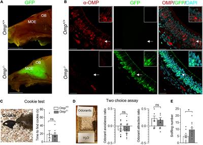 Food preference acquired by <mark class="highlighted">social transmission</mark> is altered by the absence of the olfactory marker protein in mice